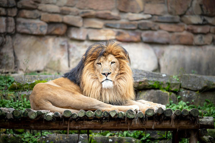 lion zoo4315435.jpg