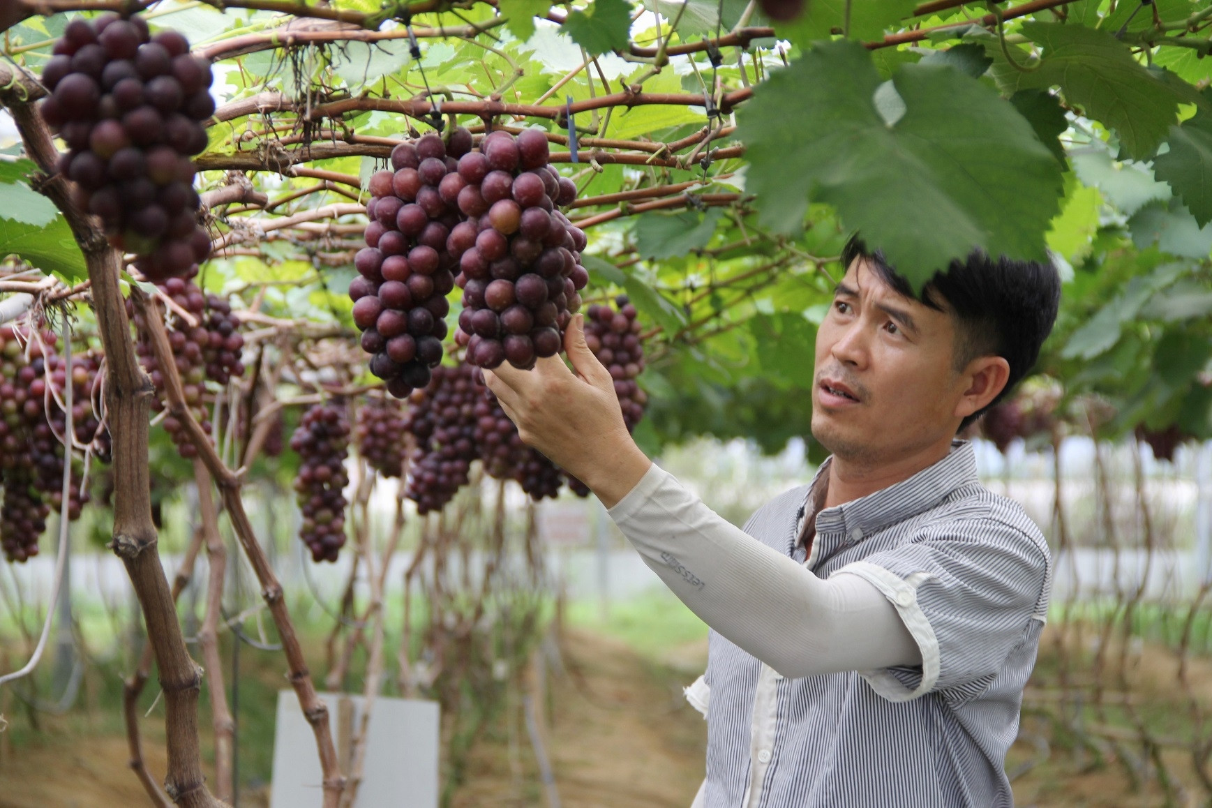 8X Nghệ An chăm vườn nho Hạ đen trĩu trịt quả, hút khách trên 'vùng đất khó'