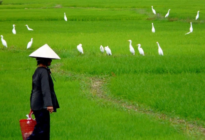 Con dâu mất việc, mẹ chồng từ quê lên làm điều không ngờ