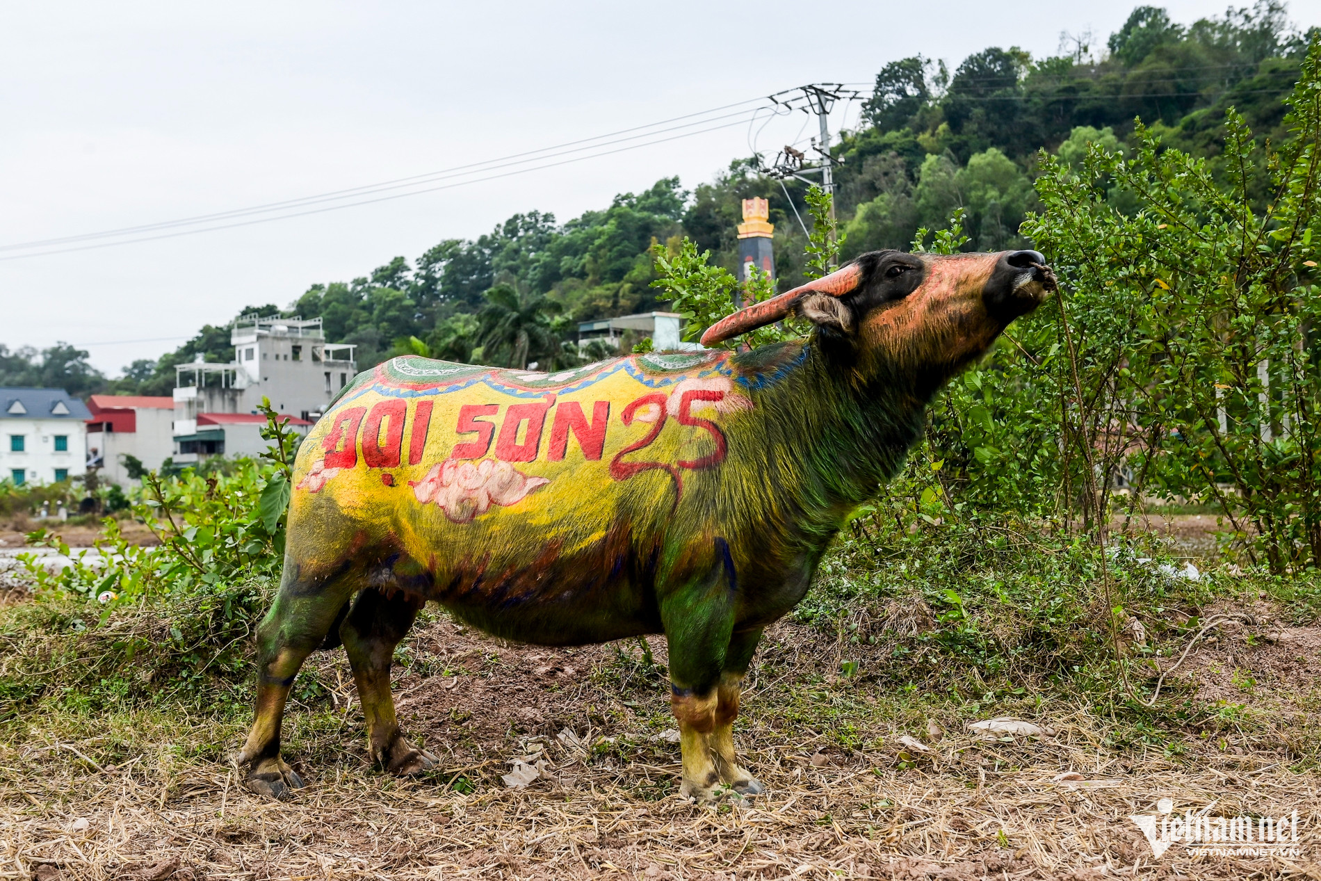 W-Đọi Sơn ok.jpg